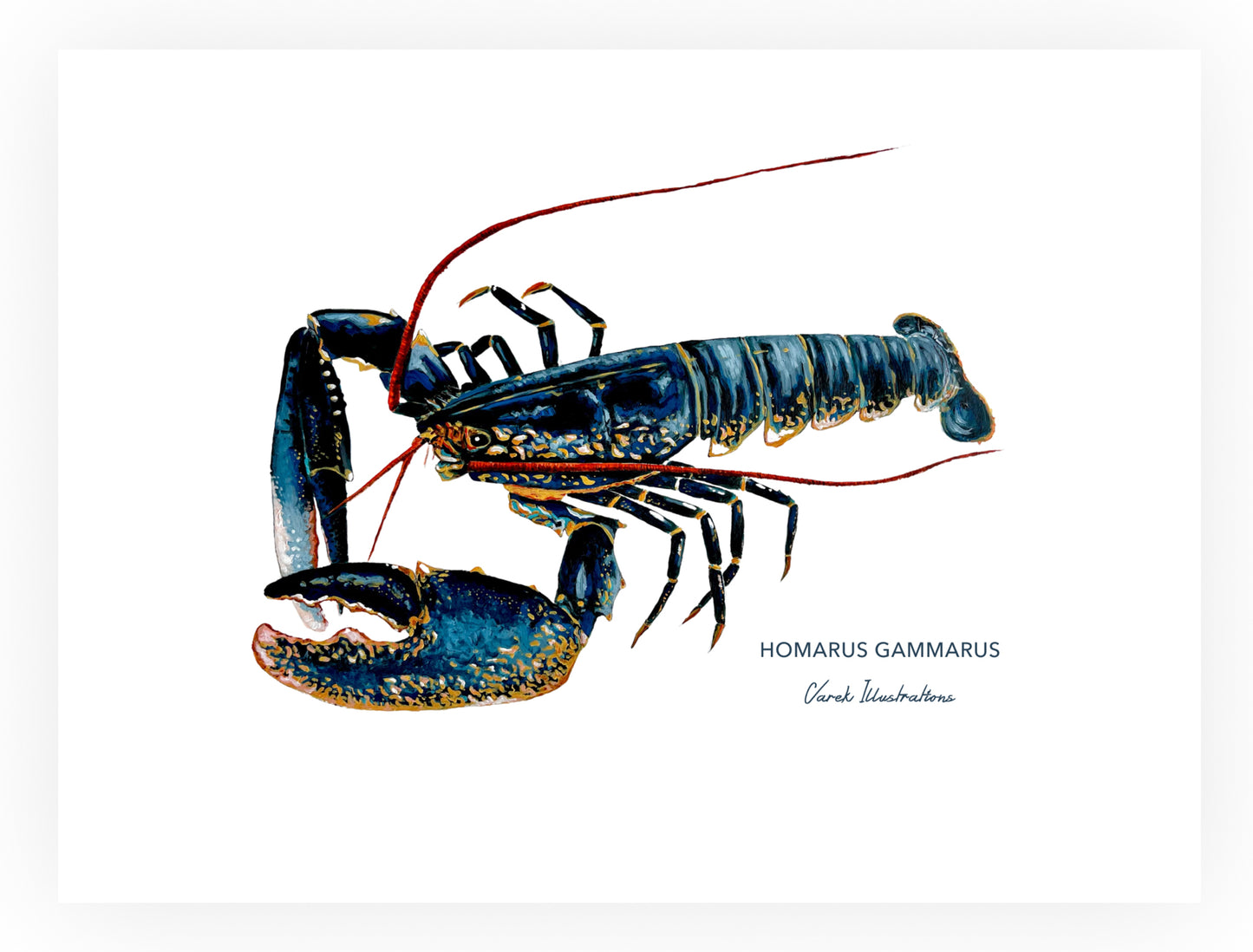 Poster: The Lobster