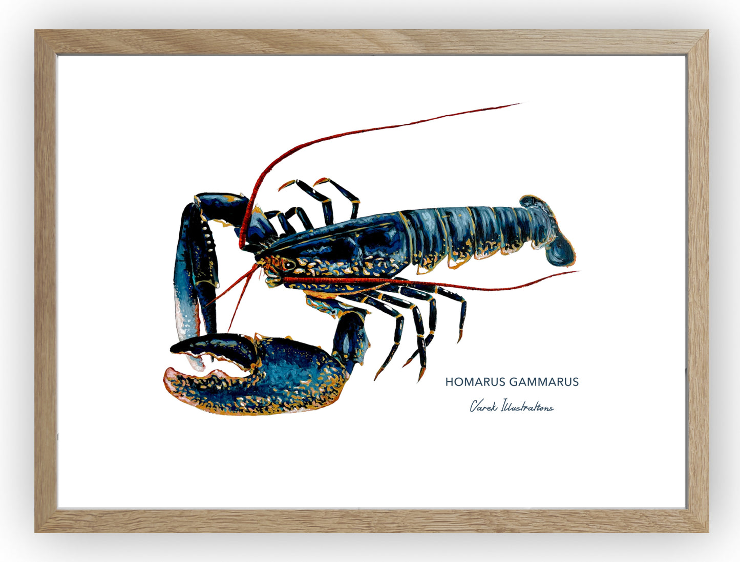 Poster: The Lobster