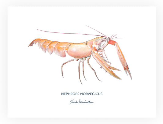 Poster: The Langoustine