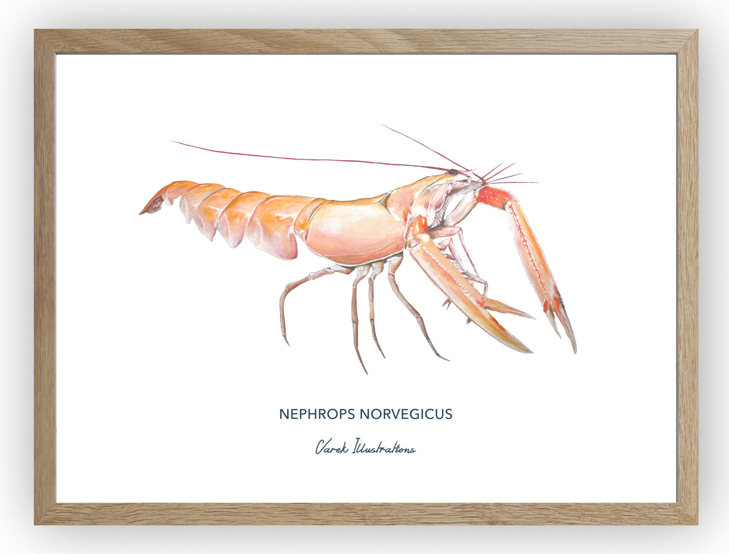 Poster: The Langoustine