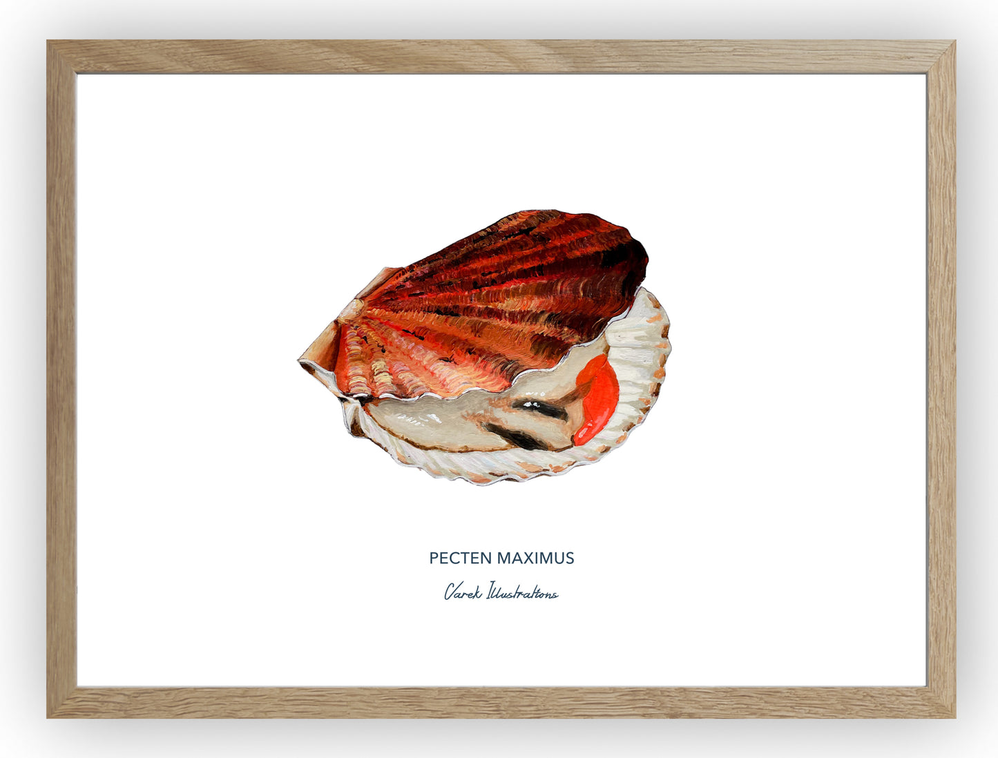 Poster: La Coquille Saint Jacques