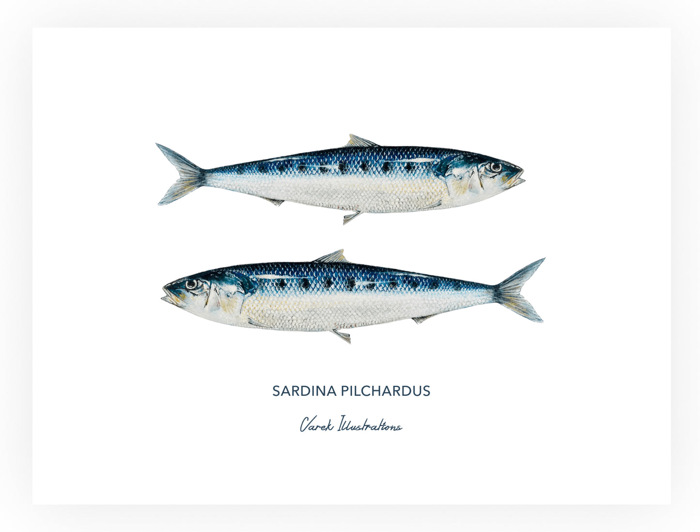 Poster: Les Sardines