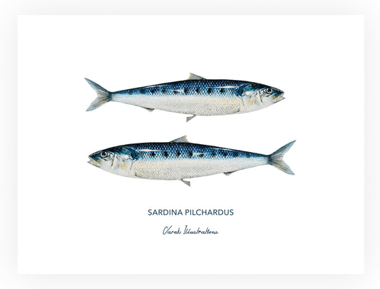 Poster: Les Sardines