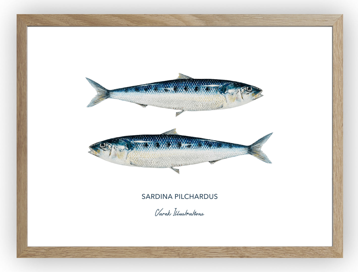 Poster: Les Sardines