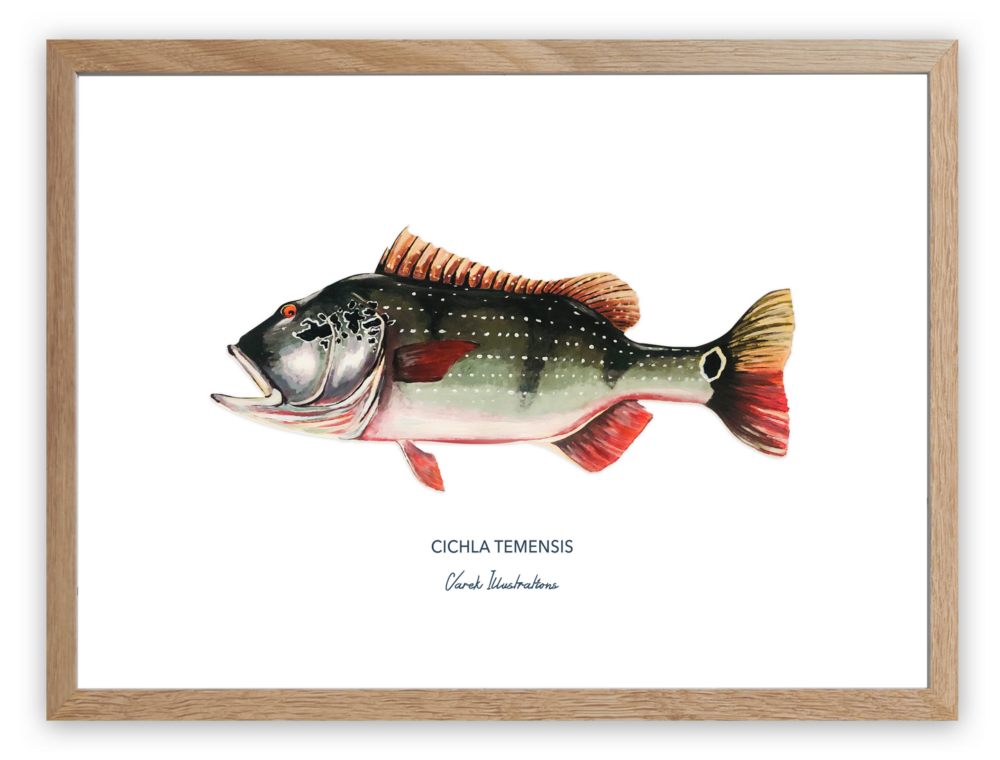 Poster: The Peacock Bass