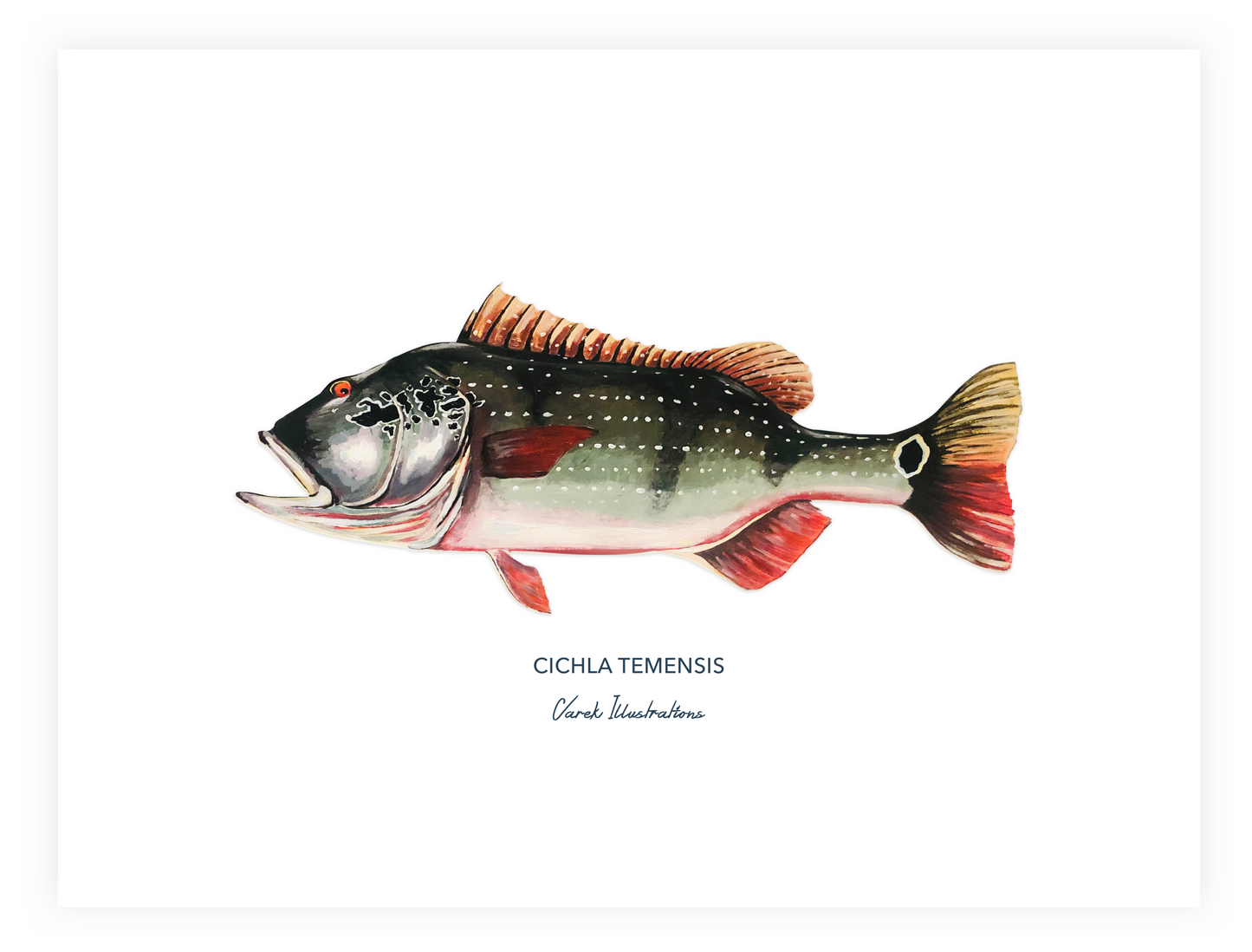 Poster: The Peacock Bass