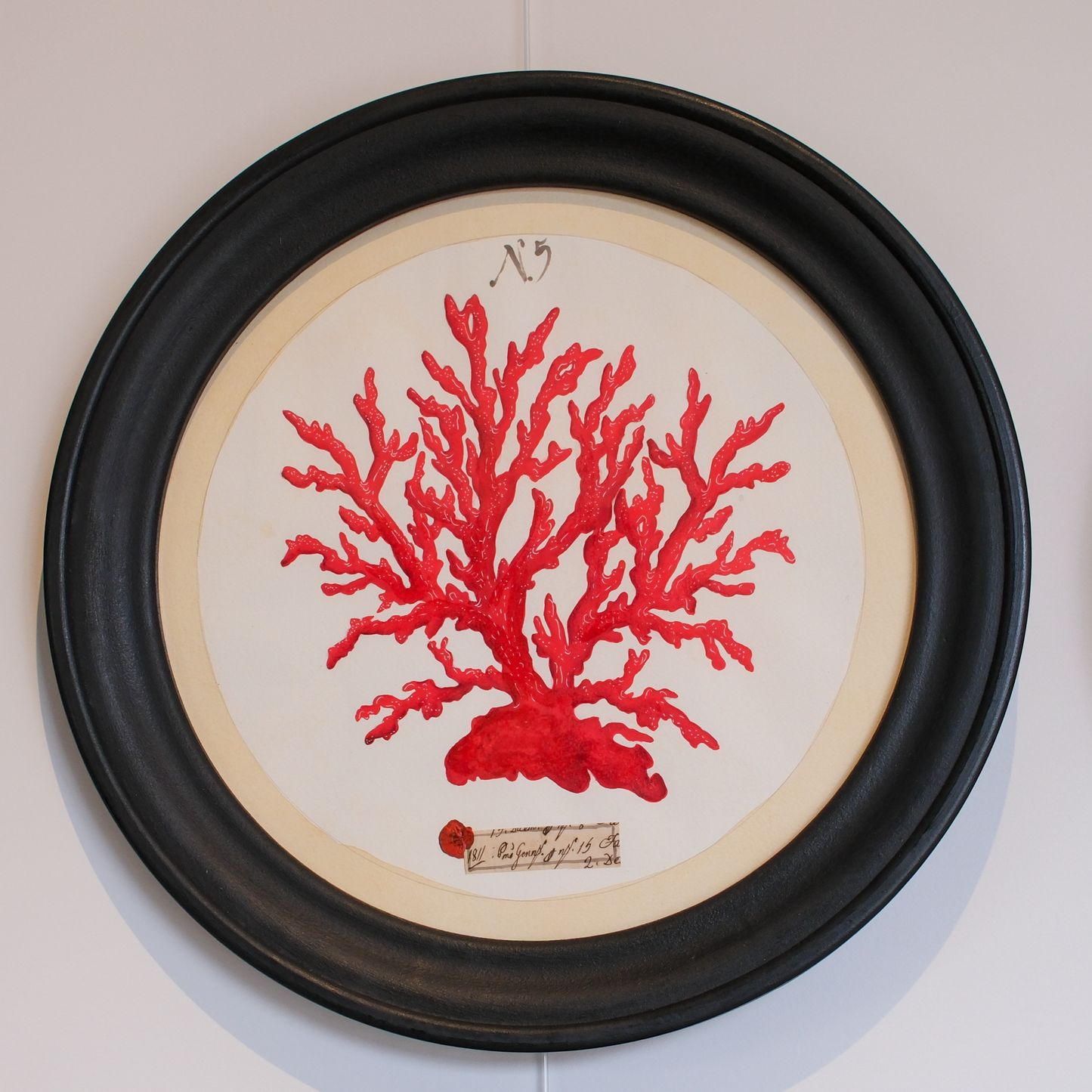 Coral